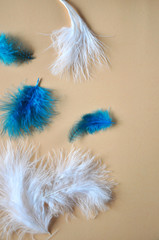Smooth White and Blue Feathers on Background