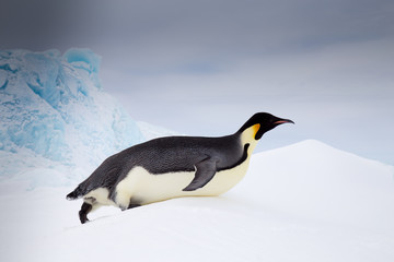 Naklejka na ściany i meble Emperor Penguin, Snow Hill, Weddell Sea, Antarctica