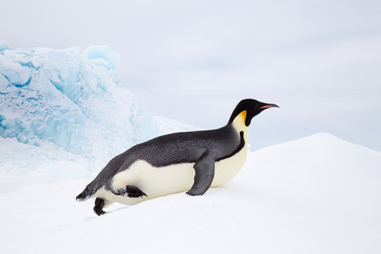 Emperor Penguin, Snow Hill, Weddell Sea, Antarctica