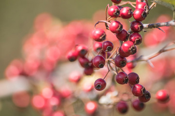 Branch full of red berries during autumn