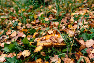 The fungus grows in the grass hidden by leaves