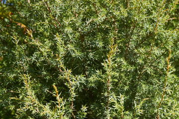 Green needles on juniper branches as a natural background for design. Green little needles created by nature as a natural unique textured background. Design concept