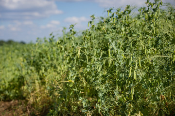 Selective focus on fresh green pea pods on pea plants in a field. Growing peas outdoors and blurred...
