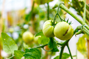 Fototapeta premium Green tomatoes growing on the branches.
