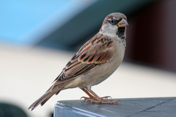 sparrow
