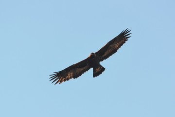 Fototapeta na wymiar Aquila reale (Aquila chrysaetos) in volo,silhouette,sfondo cielo,adulto