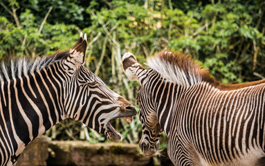 Naklejka premium zebra scream zoo