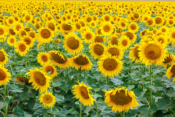Sunflower natural background. Sunflower bloom. A field with sunflowers