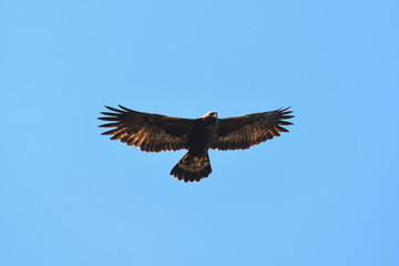 aquila reale (Aquila chrysaetos) in volo,silhouette,sfondo cielo,adulto