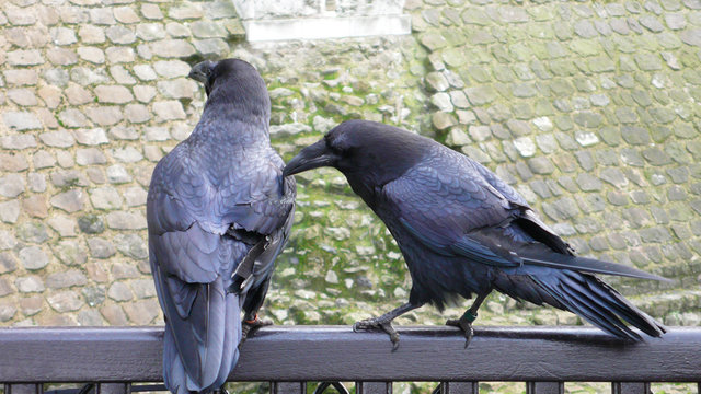 Ravens Of Tower Of London