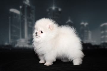 White fluffy Spitz puppy on black background. The background of the night city.