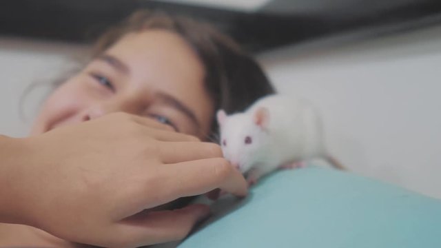 little girl is played on a bed with a white homemade handmade rat mouse. funny video rat crawling over lifestyle a little girl. girl and white mouse pet concept