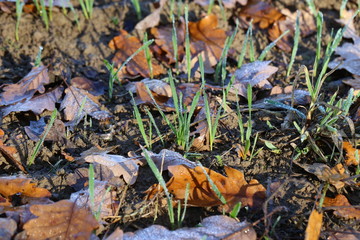 Young shoots of wheat in the field