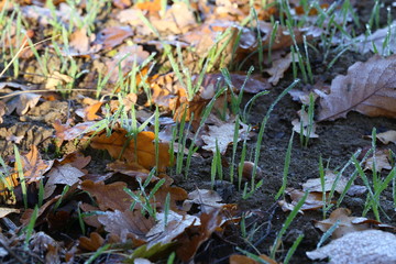 Young shoots of wheat in the field