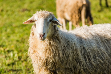 Sheep portrait, close up view