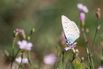 Polyommatus icarus common blue butterfly on a purple flower