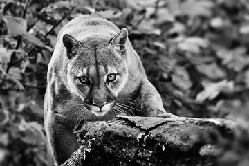 Portrait of Beautiful Puma in autumn forest. American cougar - mountain lion, striking pose, scene...