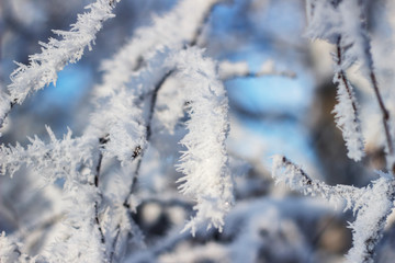 snow covered tree branches