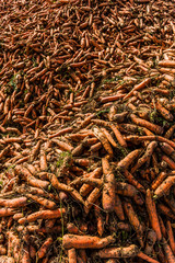 Ausschnitt von einem Berg oder Haufen von geernteten Karotten