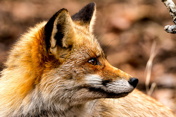 Fox