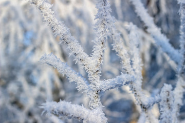 snow covered tree branches