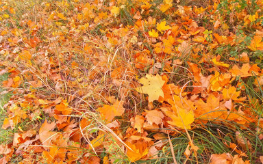 Maple leaves yellowed and fell on the grass