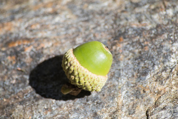 Green oak acorn full of details on a rock