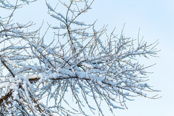 background of trees for a double exposure, many branches, branches in snow, snow on branches, snow...