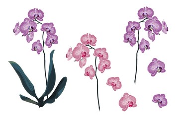 Violet and Pink Orchid Tropical Flowers branch in Watercolor Style isolated on white background.  © Iuliia