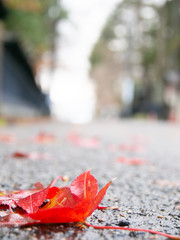 道端に落ちた紅葉　秋　角館