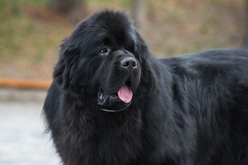 newfoundland dog in the autumn park