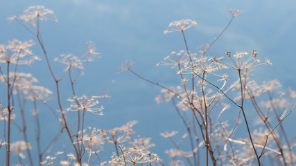 Generic dry vegetation during autumn