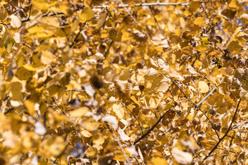 Many leaves full of colors during autumn