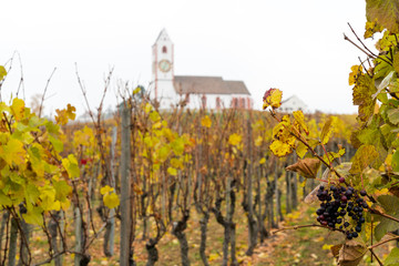 Fototapeta na wymiar golden grapevines with ripe sweet pinot noir grapes and a white country church in the background