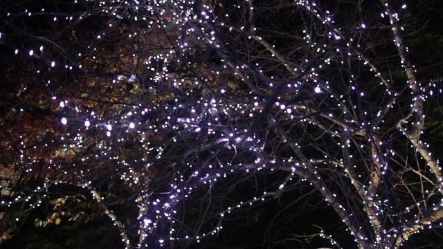 Move in to tree covered in twinkle lights slow