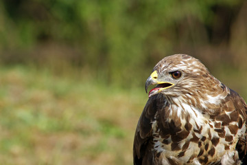 Falcon