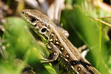 Lizard