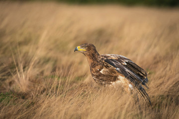 Steppe eagle, Aquila nipalensis