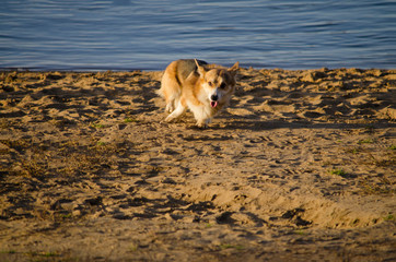 Pembroke Welsh Corgi breed dog runs along the shore of the reservoir.