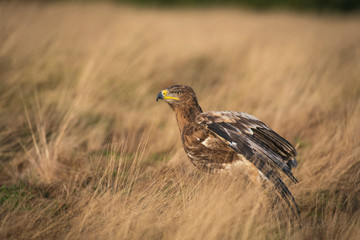 Steppe eagle, Aquila nipalensis,