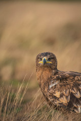 Steppe eagle, Aquila nipalensis
