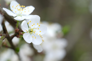 Cherry tree blossoms. White spring flowers close-up. Soft focus spring seasonal background. Vintage photo.