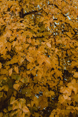 Diseño de hojas amarillas en otoño