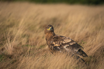 Steppe eagle, Aquila nipalensis