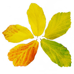 Autumn leave color wheel