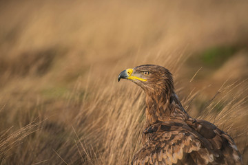 Steppe eagle, Aquila nipalensis,