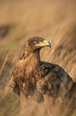 Steppe eagle, Aquila nipalensis,