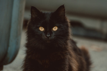 Mirada de un gato negro
