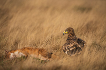 Steppe eagle, Aquila nipalensis,