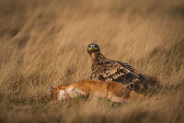 Steppe eagle, Aquila nipalensis,